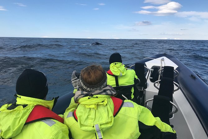 2-Hour RIB Boat Whale Watching Tour from Reykjavik - Searching for humpbacks, minkes, dolphins, and porpoises