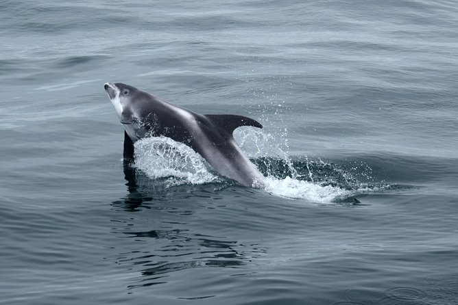 2-Hour RIB Boat Whale Watching Tour from Reykjavik - The summer stop at Akurey’s puffin colony