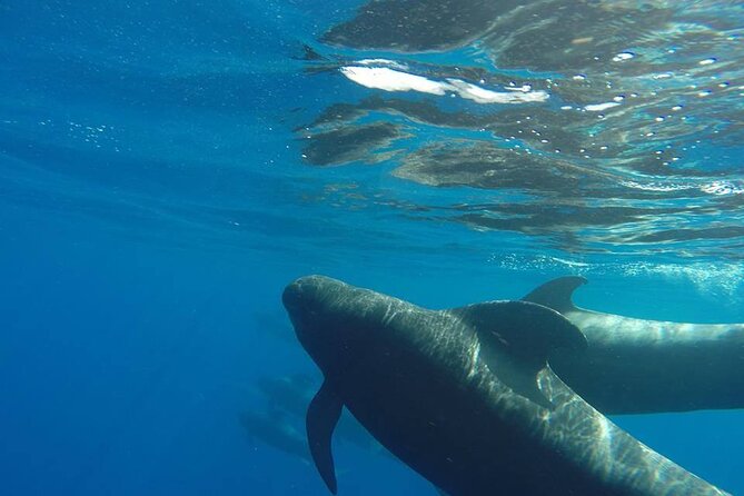 2 hour trip to see whales dolphins puerto colon adeje - Leaving Puerto Colón for the Costa Adeje coast