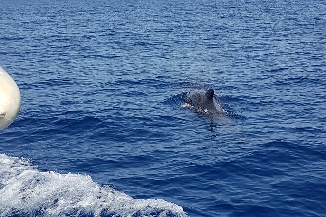 2 hour trip to see whales dolphins puerto colon adeje - A small group makes a real difference