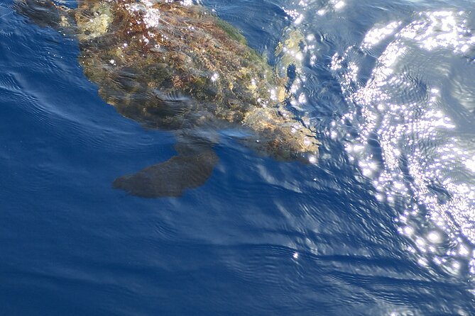 2 hour trip to see whales dolphins puerto colon adeje - Guides who explain more than the sightings