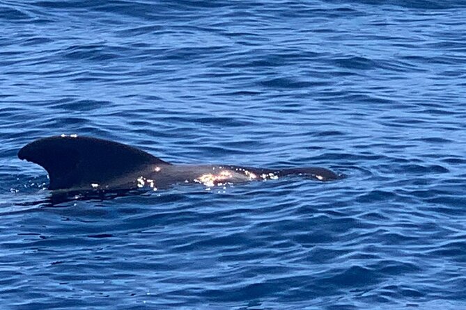 2 hour trip to see whales dolphins puerto colon adeje - Is $43.45 a fair price?
