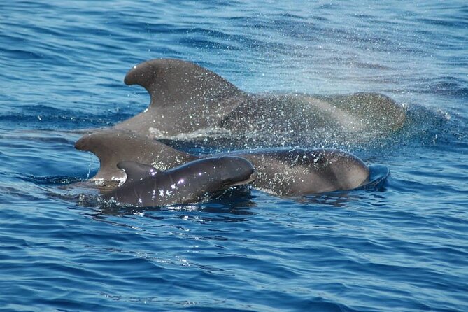 2 hour trip to see whales dolphins puerto colon adeje - Meeting pilot whales, dolphins, and turtles