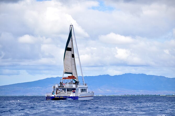 2 Hour Waikiki Whale Watching Cruise from Oahu - How likely are you to see whales?