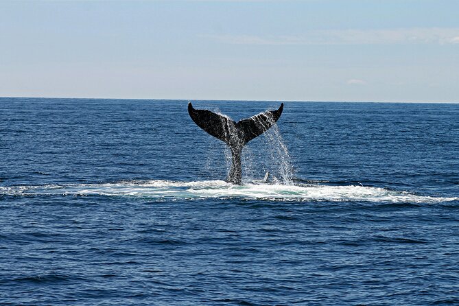 2 Hour Waikiki Whale Watching Cruise from Oahu - Is $40 a good value?
