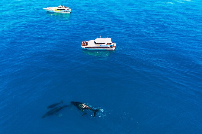 2 Hour Whale-Watching Cruise from Hillarys Boat Harbour - Is the $55.94 price good value?