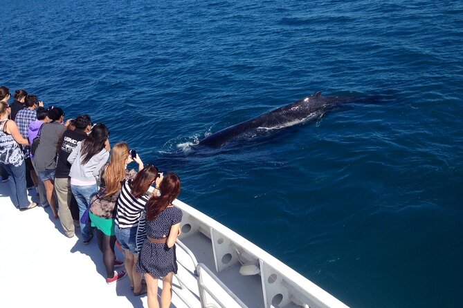 2 Hour Whale-Watching Cruise from Hillarys Boat Harbour - Who will enjoy this cruise most