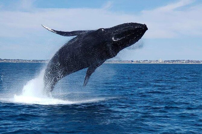2 Hour Whale-Watching Cruise from Hillarys Boat Harbour - Two hours on the Indian Ocean