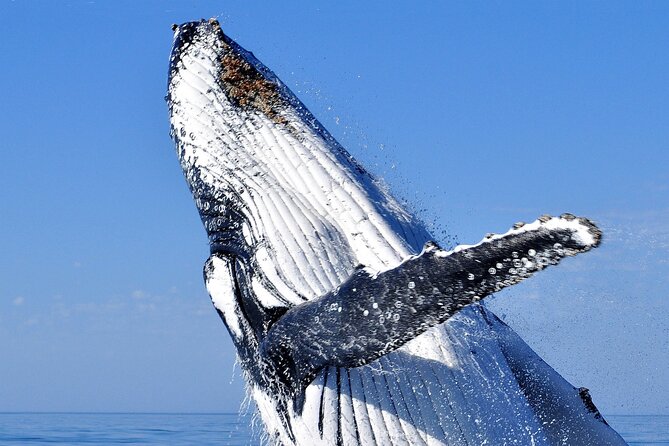 2 hour whale watching experience departing Hillarys Boat Harbour - Key points to know before you book