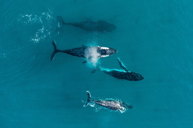 2 hour whale watching experience departing Hillarys Boat Harbour - Why Perth’s humpback season matters