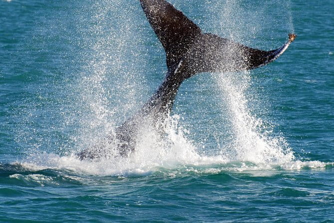 2 hour whale watching experience departing Hillarys Boat Harbour - How close can you get to the whales?