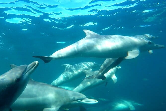 2 hour whale watching experience departing Hillarys Boat Harbour - Motion sickness is the main practical concern