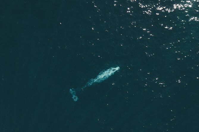 2 Hour Whale Watching Kayak Tour for Two - Check-in at 2261 Avenida De La Playa