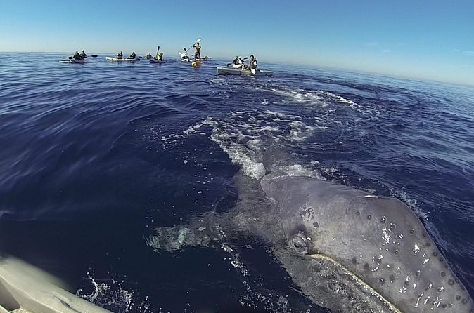 2 Hour Whale Watching Kayak Tour for Two - What you might see from the kayak