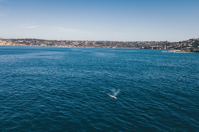 2 Hour Whale Watching Kayak Tour for Two - Why the guide matters more than the whale count