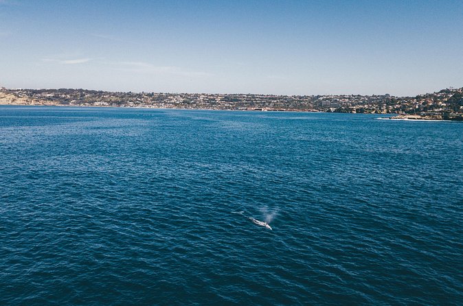 2 Hour Whale Watching Kayak Tour for Two - How strenuous is two hours on the water?