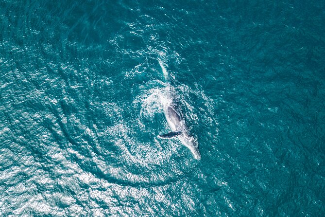 2 Hour Whale Watching Kayak Tour for Two - Is $119 a fair price for two?