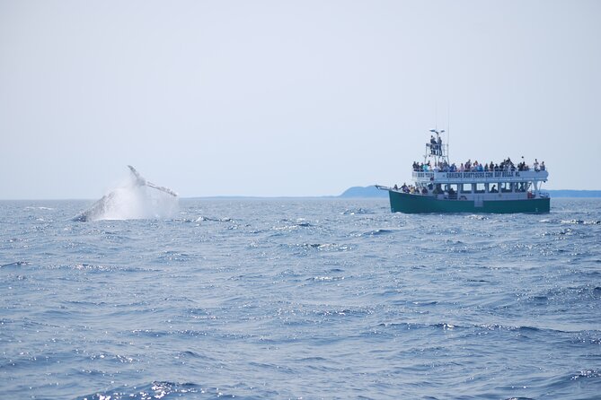 2 Hours Guided Whale and Bird Boat Tour in Bay Bulls - Why the Witless Bay reserve is the star of the trip