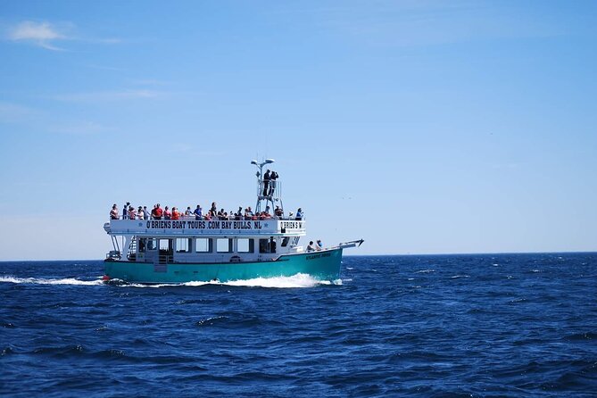 2 Hours Guided Whale and Bird Boat Tour in Bay Bulls - Whales and dolphins are possible, not promised