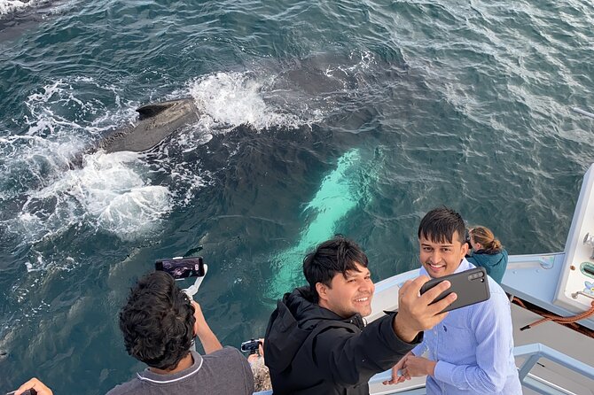 2 Hours Guided Whale and Bird Boat Tour in Bay Bulls - What to wear and what to bring