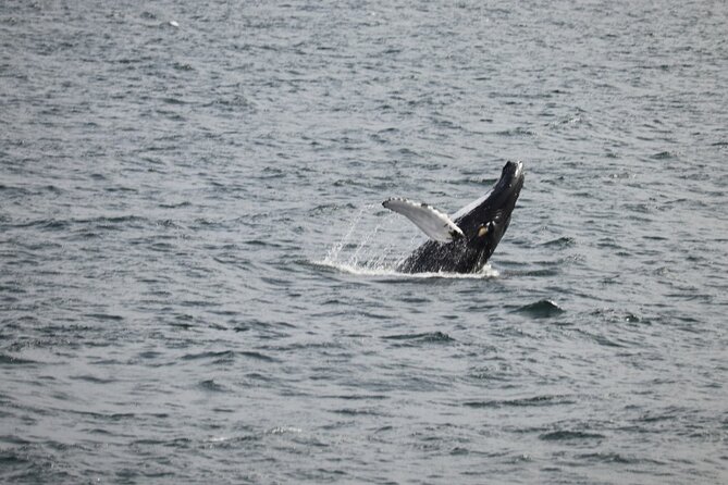2 Hours Whale Watching Express Adventure - Key points to know before booking