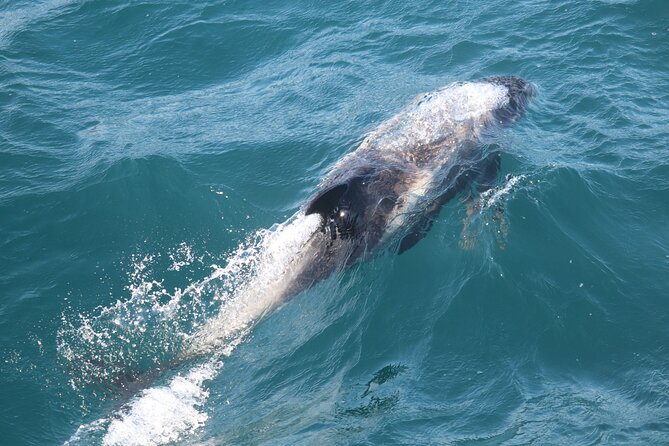 2 Hours Whale Watching Express Adventure - A two-hour search for whales and dolphins