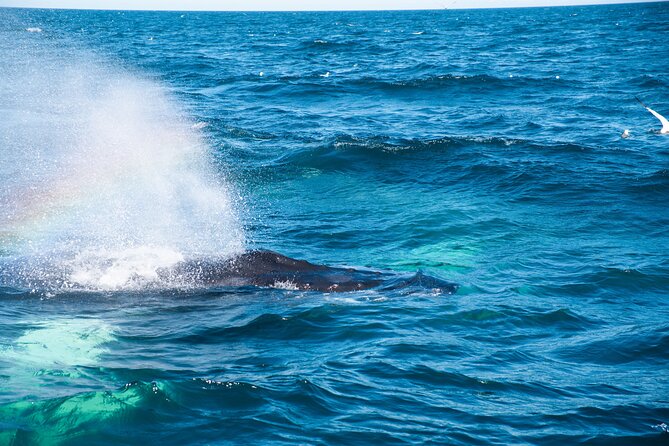 2 Hours Whale Watching Express Adventure - How much value do you get for $98?
