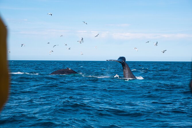 2 Hours Whale Watching Express Adventure - Choosing the best place to watch from