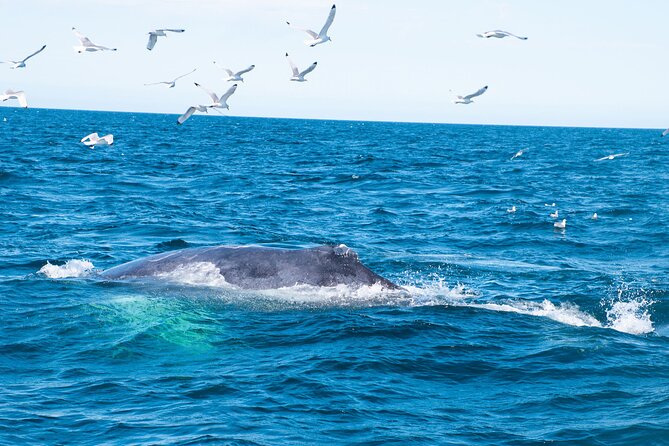 2 Hours Whale Watching Express Adventure - Who will enjoy this cruise most?