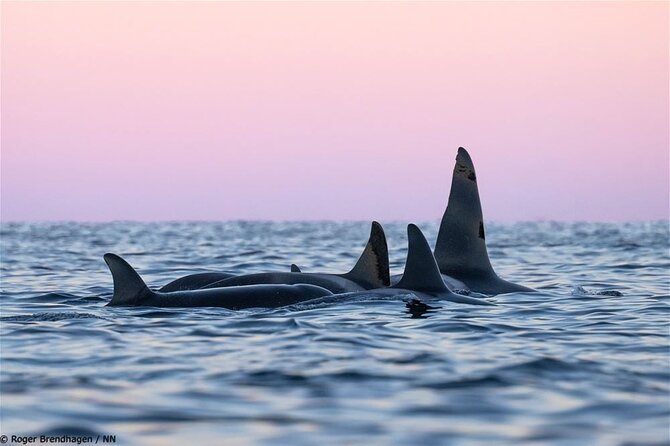 24hr Northern Lights & Whale Watching Cruise - The first evening: dinner, safety, and the aurora chase
