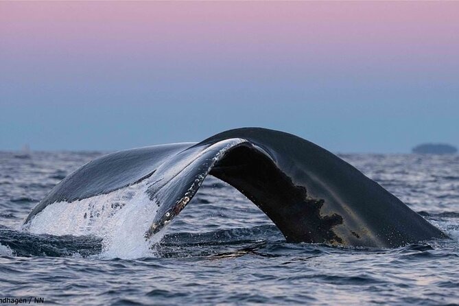 24hr Northern Lights & Whale Watching Cruise - Learning in the Panorama lounge