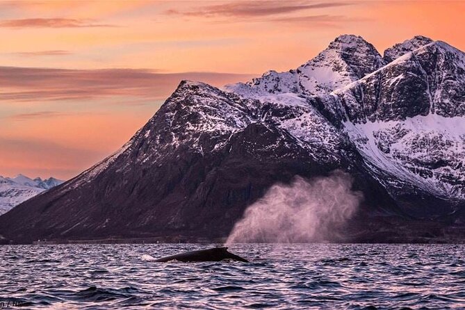 24hr Northern Lights & Whale Watching Cruise - Skjervøya and the main whale-watching day