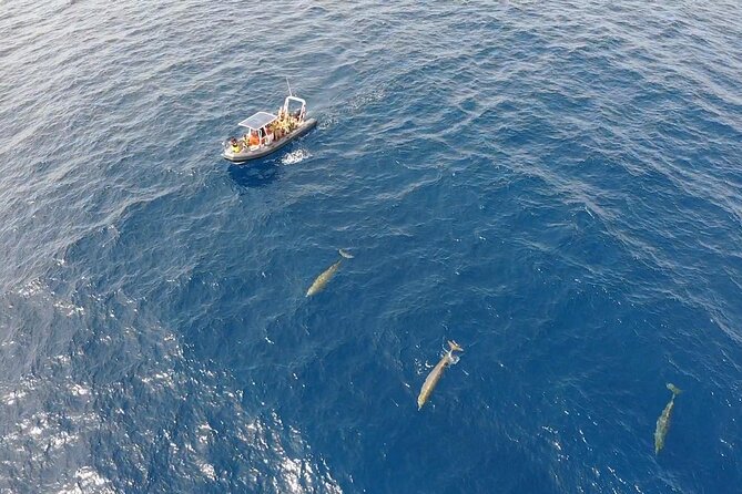 2h Dolphin and Whale Viewing + Snorkeling Tour - Who will enjoy this most