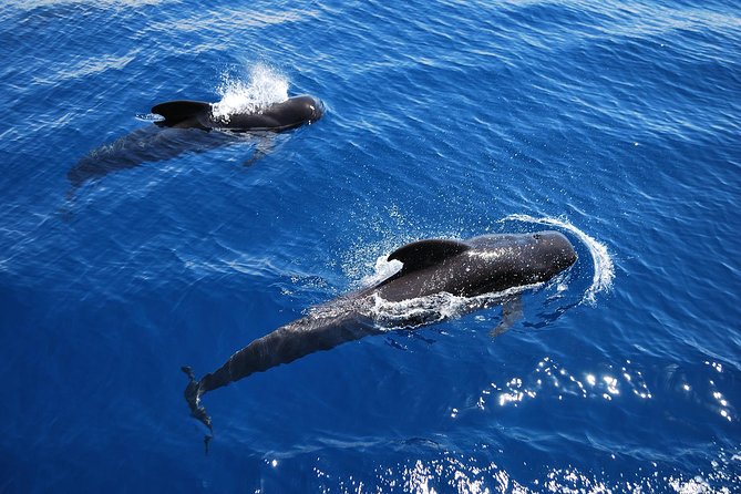 2h Viking Cruise Whales & Dolphins Watching - Setting sail from Los Cristianos Harbour