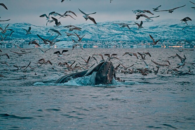 3.5-Hour Arctic Magic with Fjord and Whale Watching Adventure - Key points to know before booking
