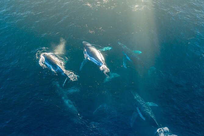 3.5-Hour Arctic Magic with Fjord and Whale Watching Adventure - The boat ride into the fjord