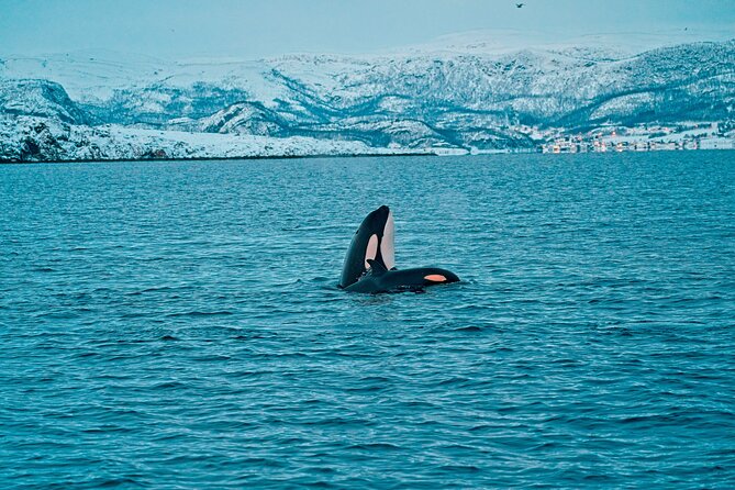 3.5-Hour Arctic Magic with Fjord and Whale Watching Adventure - What three and a half hours really gives you