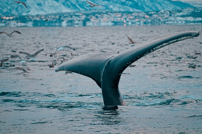 3.5-Hour Arctic Magic with Fjord and Whale Watching Adventure - Rough weather and the comfort question