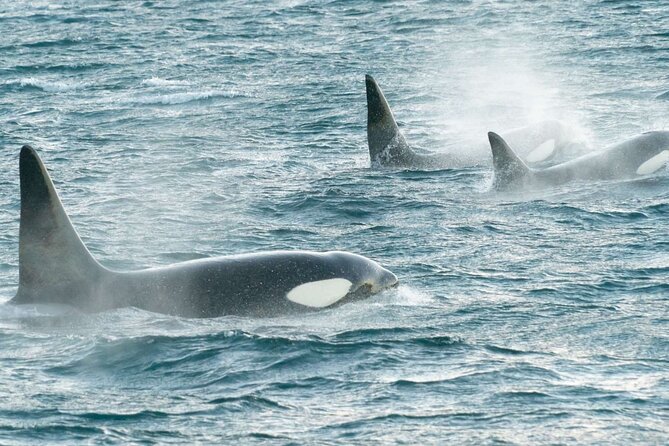 3.5-Hour Arctic Magic with Fjord and Whale Watching Adventure - Who will enjoy this Alta excursion most?