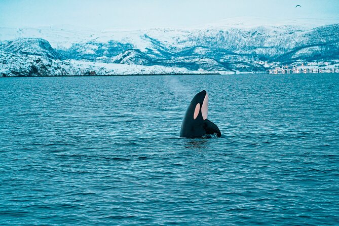 3.5-Hour Arctic Magic with Fjord and Whale Watching Adventure - Whale watching in real Arctic conditions
