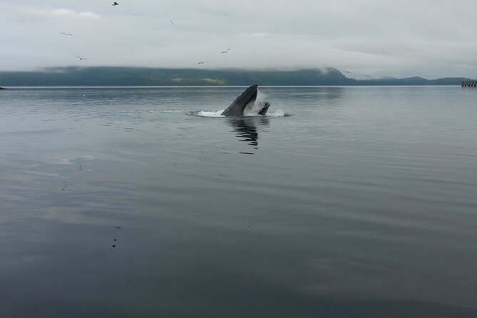 3.5 Hour Crowd-Skipping Whale Tour in Juneau, Alaska - From downtown Juneau to Auke Bay