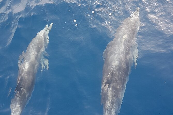 3-hour excursion to Puerto Colón Adeje to see whales - Setting out from Puerto Colón in Costa Adeje