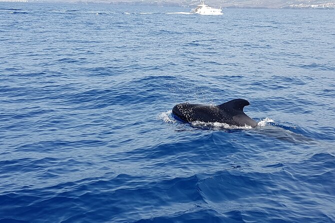 3-hour excursion to Puerto Colón Adeje to see whales - What the $51.66 price really covers