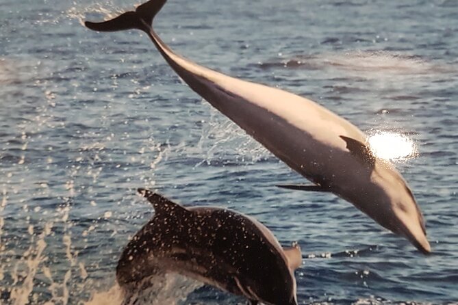 3-hour excursion to Puerto Colón Adeje to see whales - Booking, weather, and cancellation details