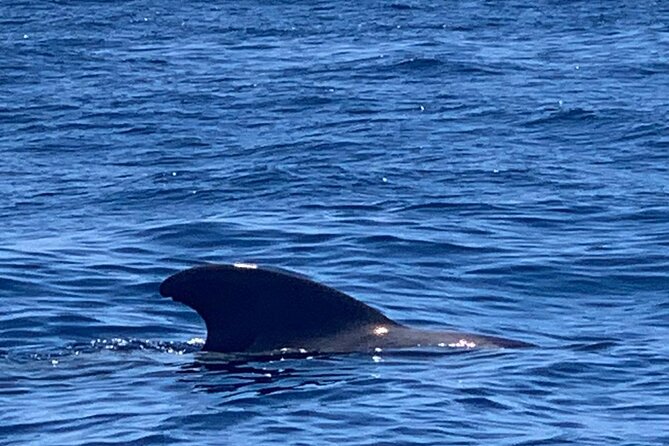 3-hour excursion to Puerto Colón Adeje to see whales - Practical tips for a better outing