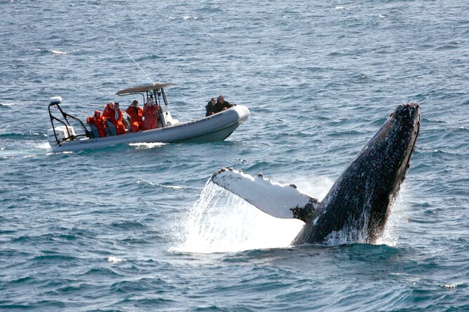 3-Hour Guided Whale and Dolphin Watching Experience in San Diego - Key points to know before you book
