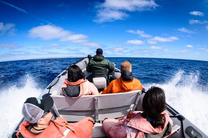 3-Hour Guided Whale and Dolphin Watching Experience in San Diego - Why this small San Diego boat trip feels different