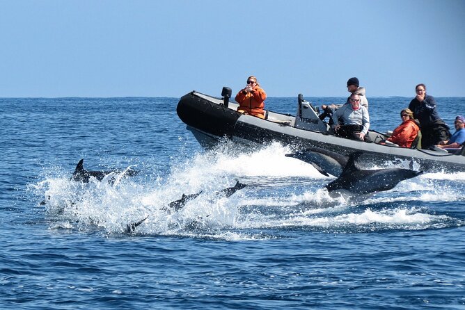 3-Hour Guided Whale and Dolphin Watching Experience in San Diego - Dolphins can easily steal the show