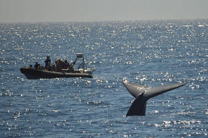 3-Hour Guided Whale and Dolphin Watching Experience in San Diego - The captain makes a real difference