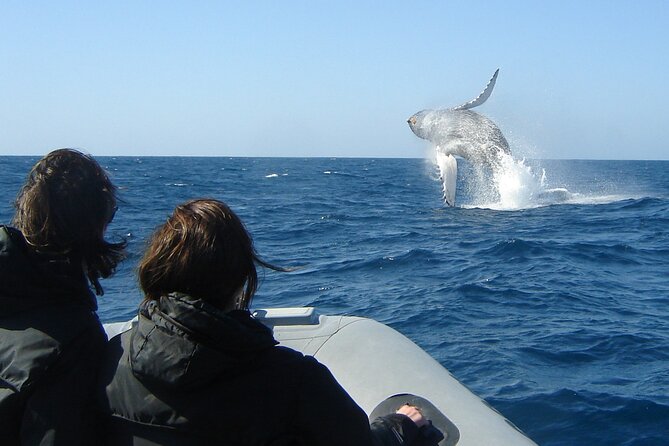 3-Hour Guided Whale and Dolphin Watching Experience in San Diego - What the 2.5 to 3-hour route is like